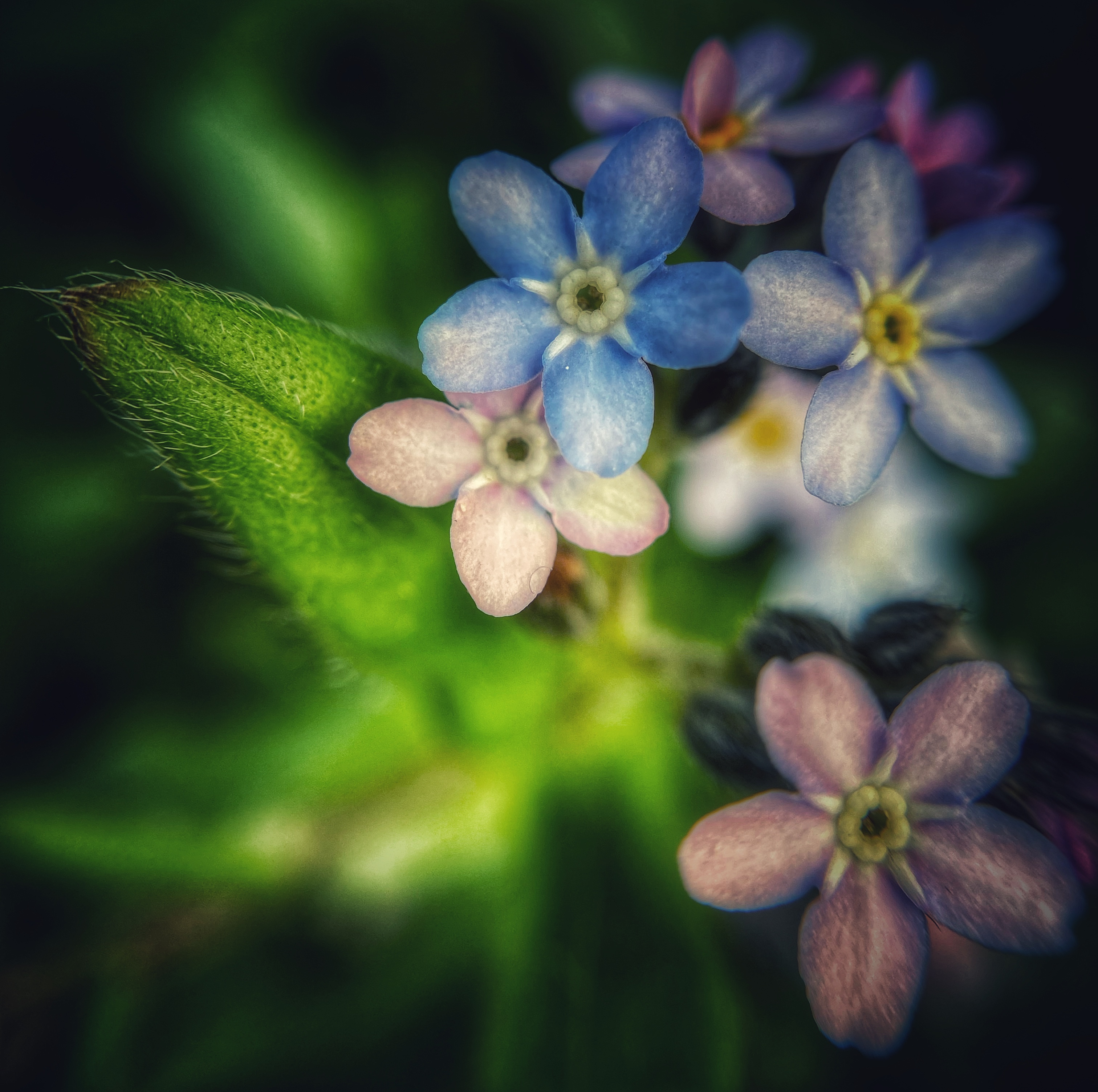 niezapominajka kwiat