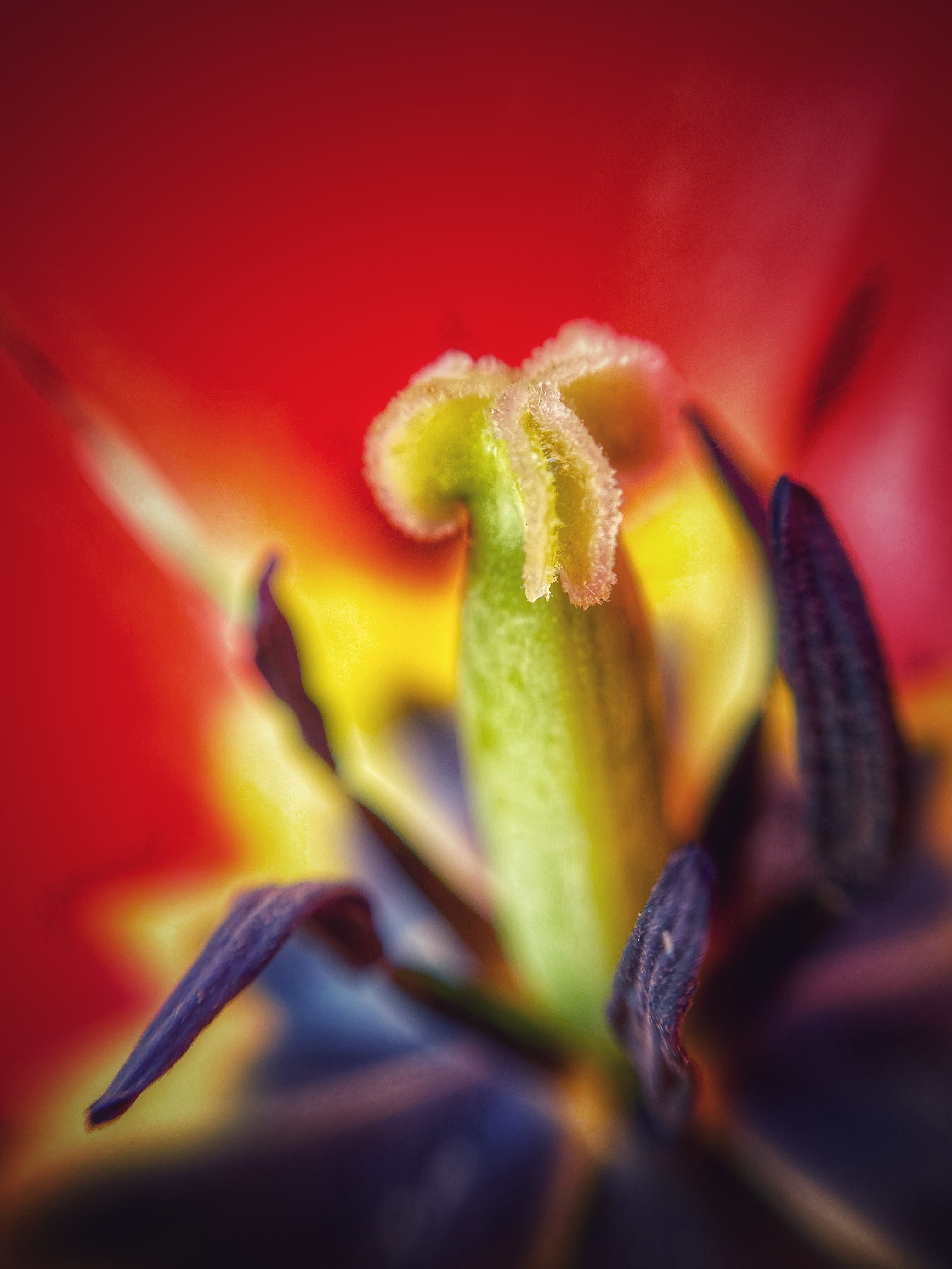 tulipan kwiat