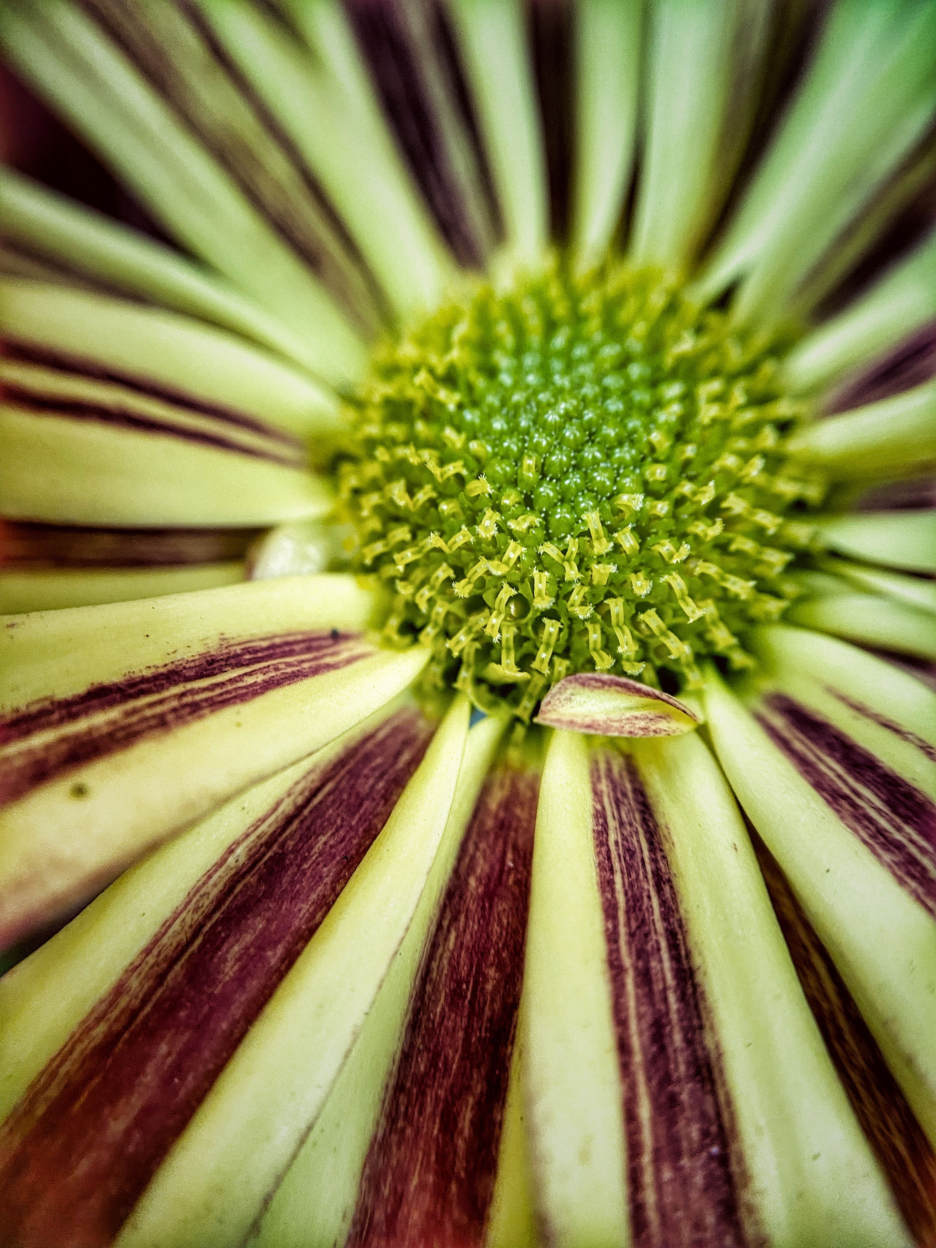 aster, kwiatek