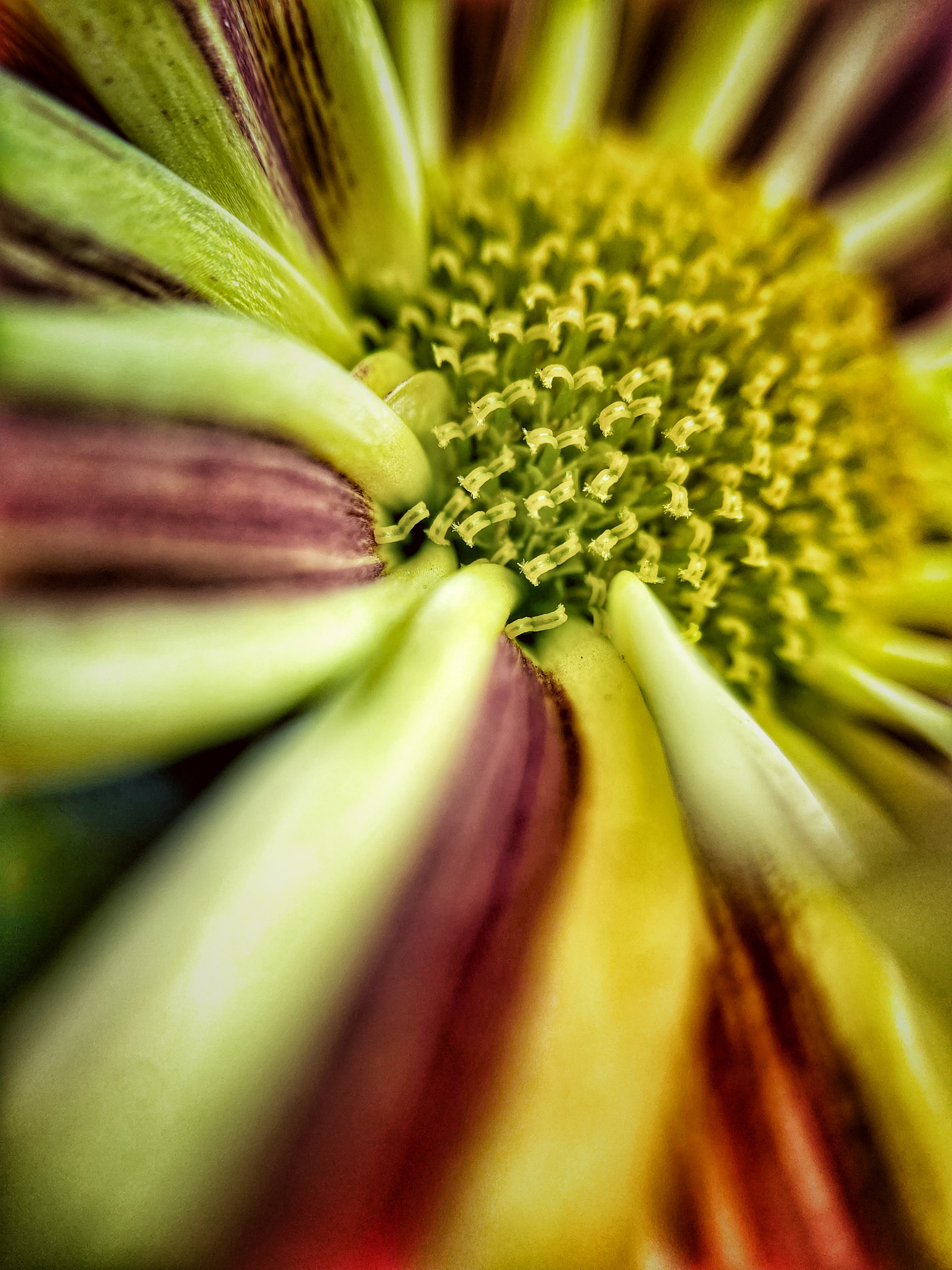 aster, kwiatek