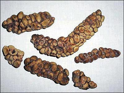 kopi luwak kopi luwak